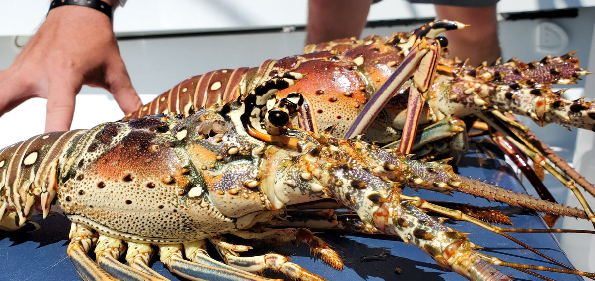 Close-up of a spiny lobster held above a boat
