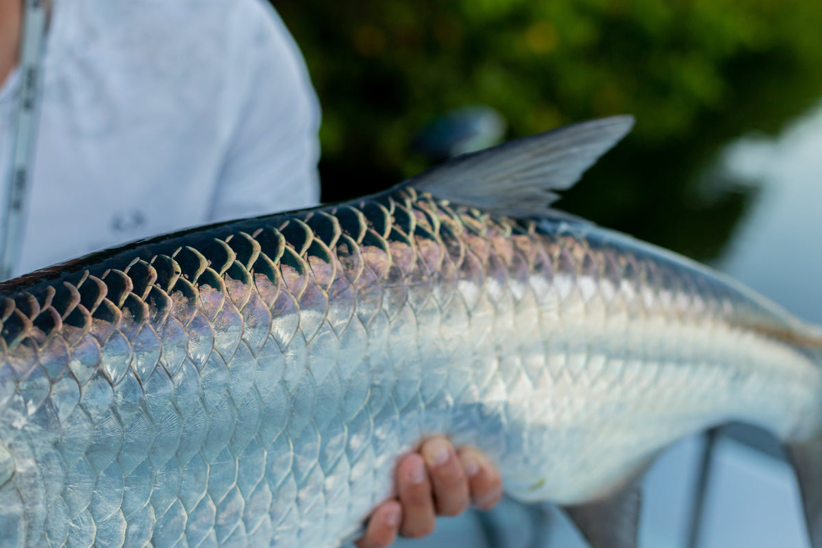Close-up of a tarpon held beside a boat
